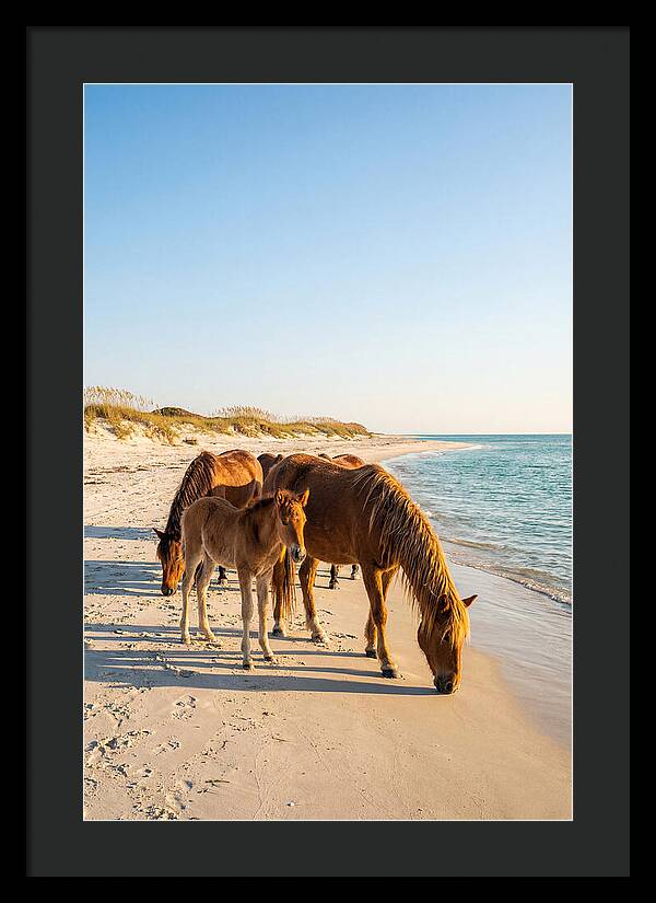 Wild Horses Of The Outer Banks