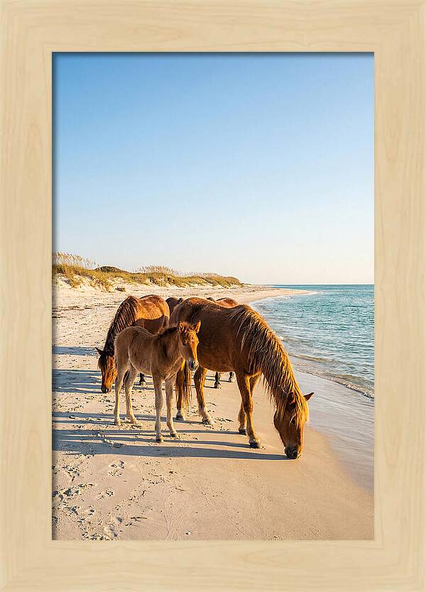 Wild Horses Of The Outer Banks