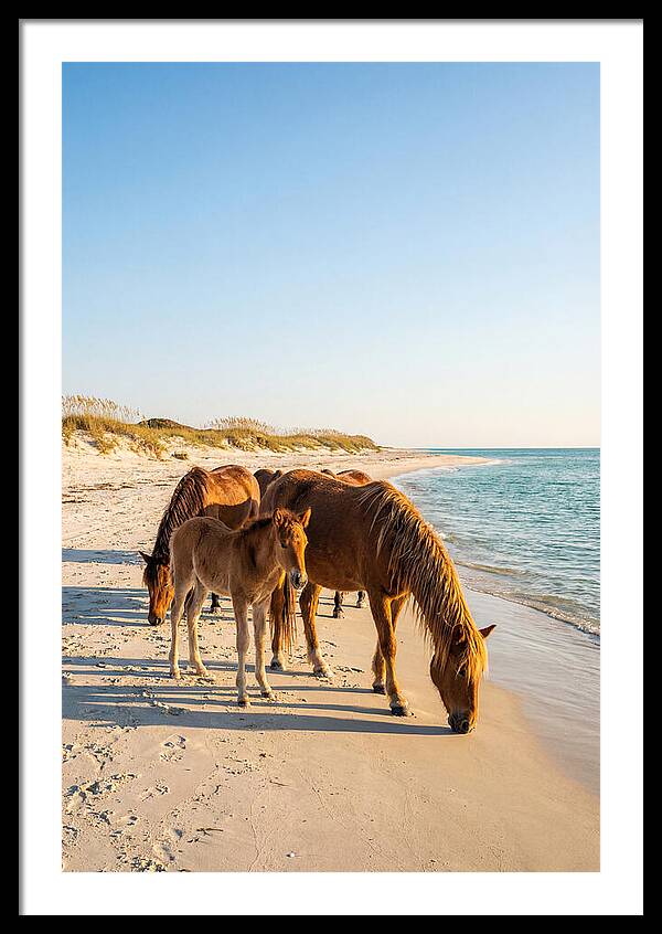 Wild Horses Of The Outer Banks