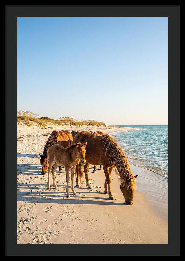 Wild Horses Of The Outer Banks