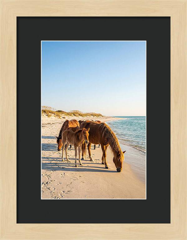 Wild Horses Of The Outer Banks