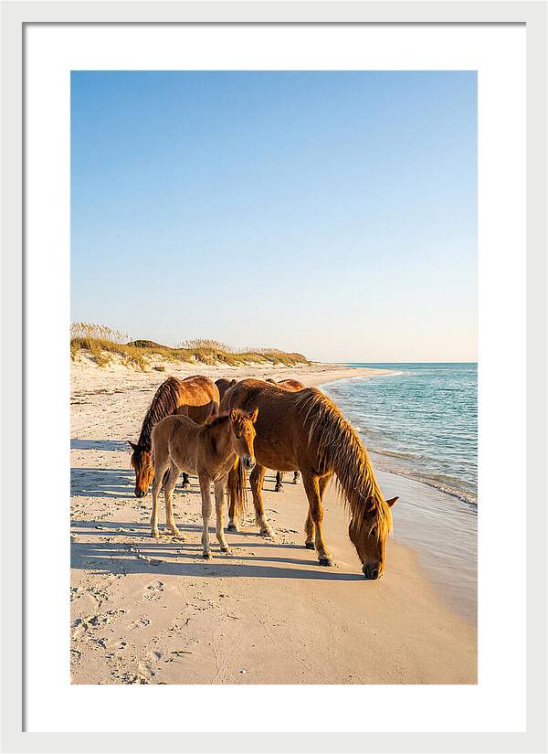 Wild Horses Of The Outer Banks
