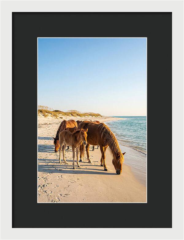 Wild Horses Of The Outer Banks
