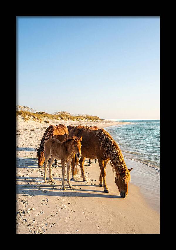 Wild Horses Of The Outer Banks