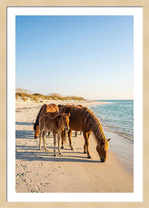 Wild Horses Of The Outer Banks