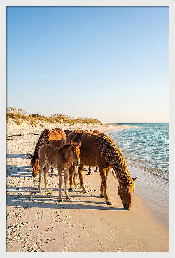 Wild Horses Of The Outer Banks