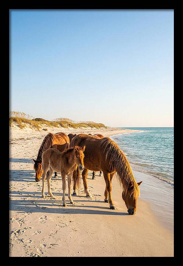 Wild Horses Of The Outer Banks