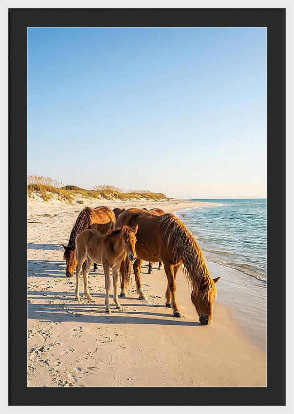 Wild Horses Of The Outer Banks
