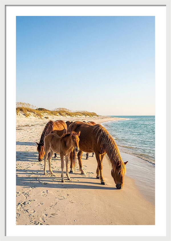 Wild Horses Of The Outer Banks