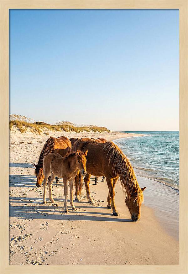 Wild Horses Of The Outer Banks