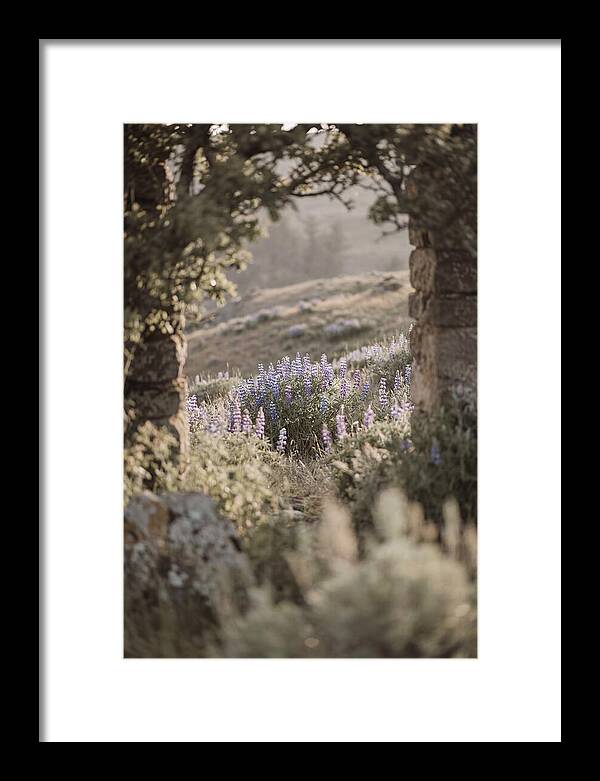Wild Lupines In Bloom