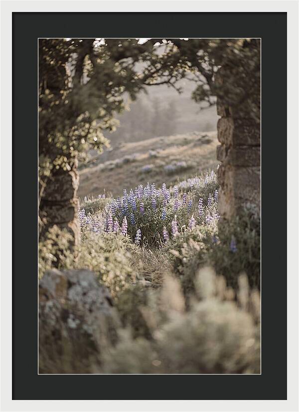 Wild Lupines In Bloom