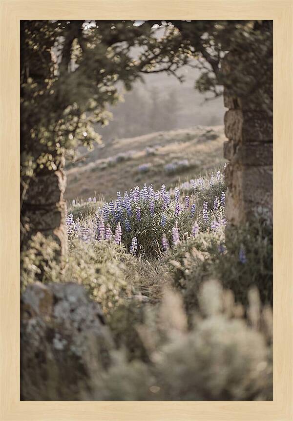 Wild Lupines In Bloom