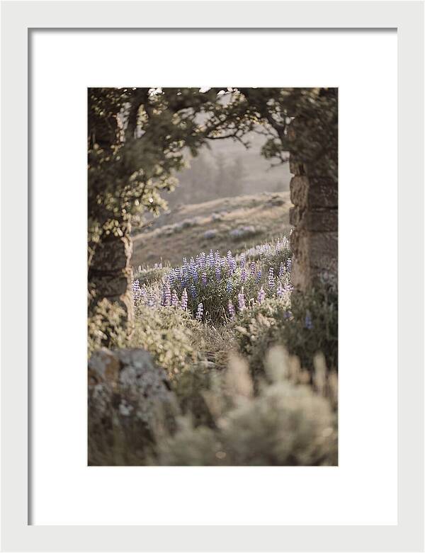 Wild Lupines In Bloom