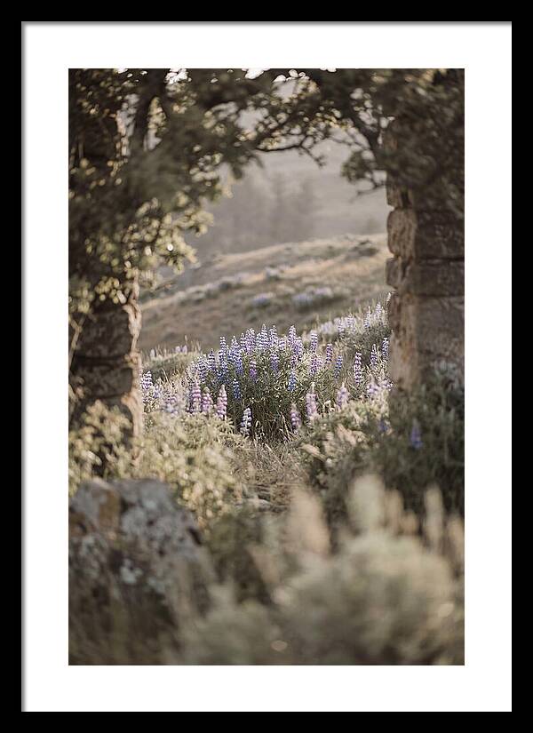 Wild Lupines In Bloom