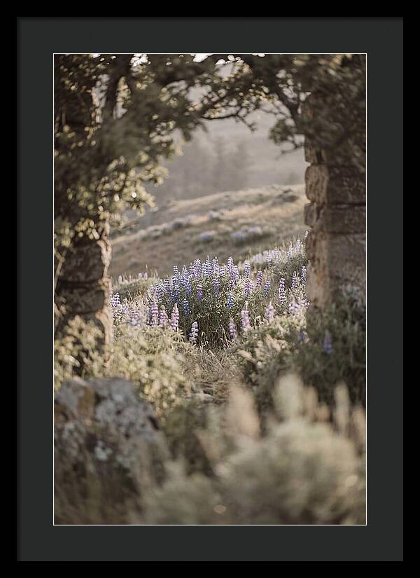 Wild Lupines In Bloom