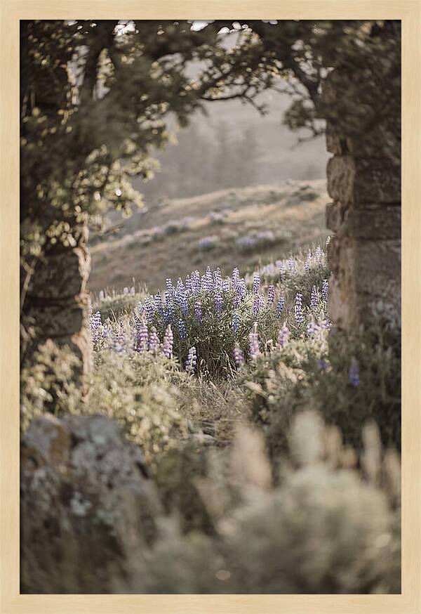 Wild Lupines In Bloom