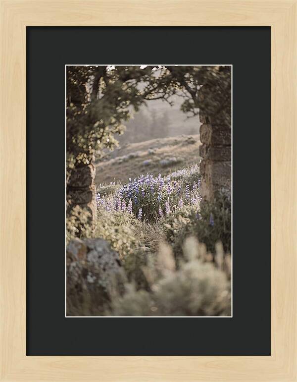 Wild Lupines In Bloom