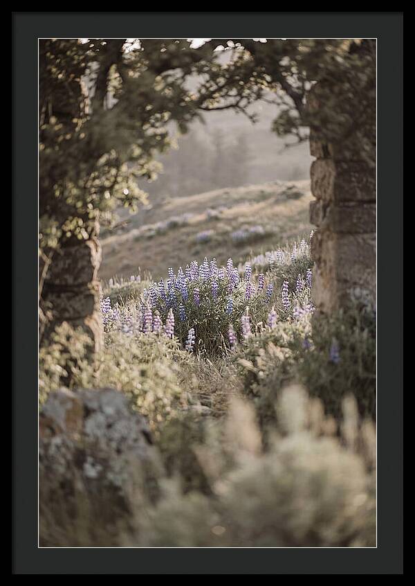 Wild Lupines In Bloom