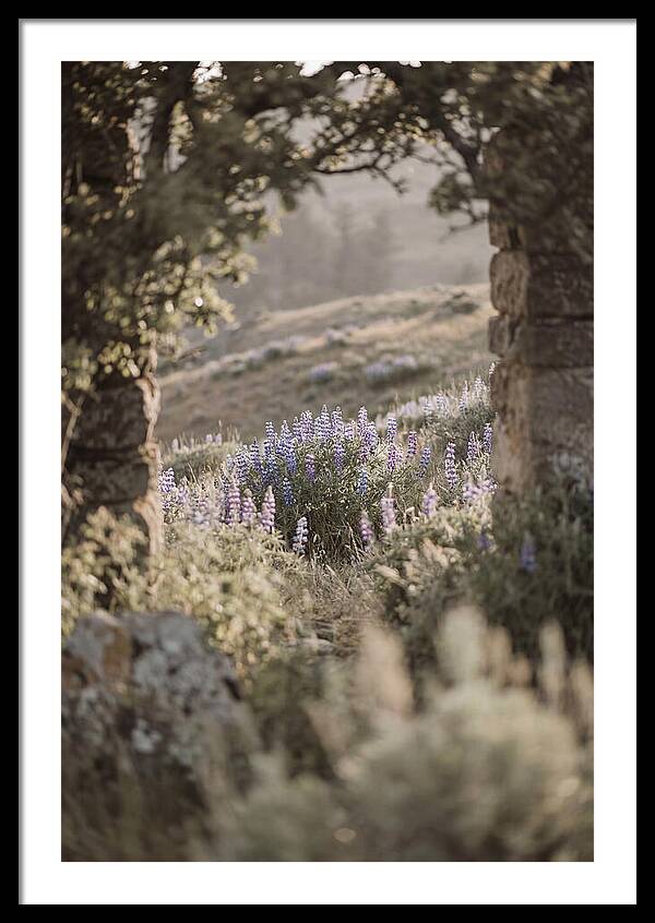 Wild Lupines In Bloom