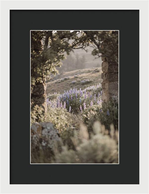 Wild Lupines In Bloom