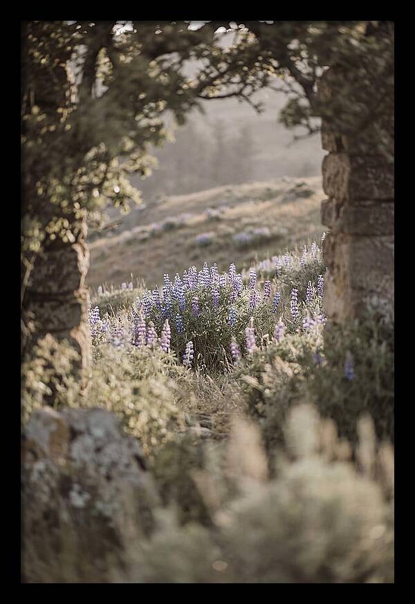 Wild Lupines In Bloom