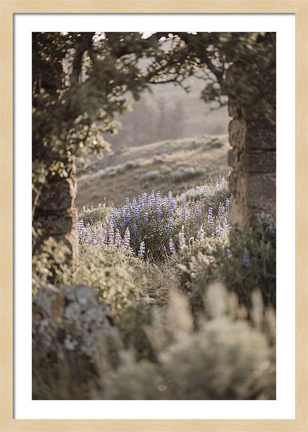 Wild Lupines In Bloom