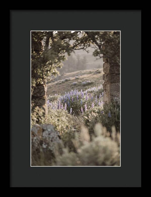 Wild Lupines In Bloom