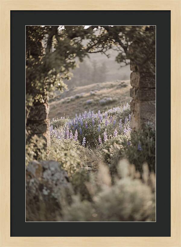 Wild Lupines In Bloom