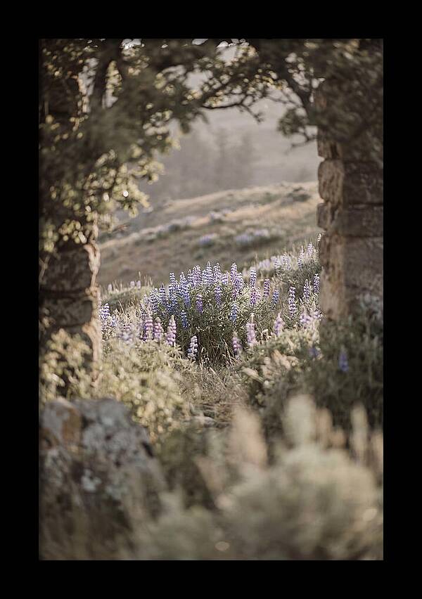 Wild Lupines In Bloom