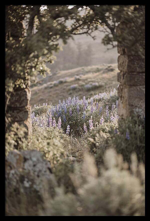 Wild Lupines In Bloom