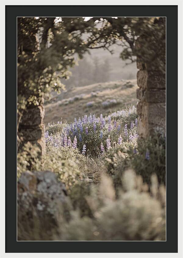 Wild Lupines In Bloom