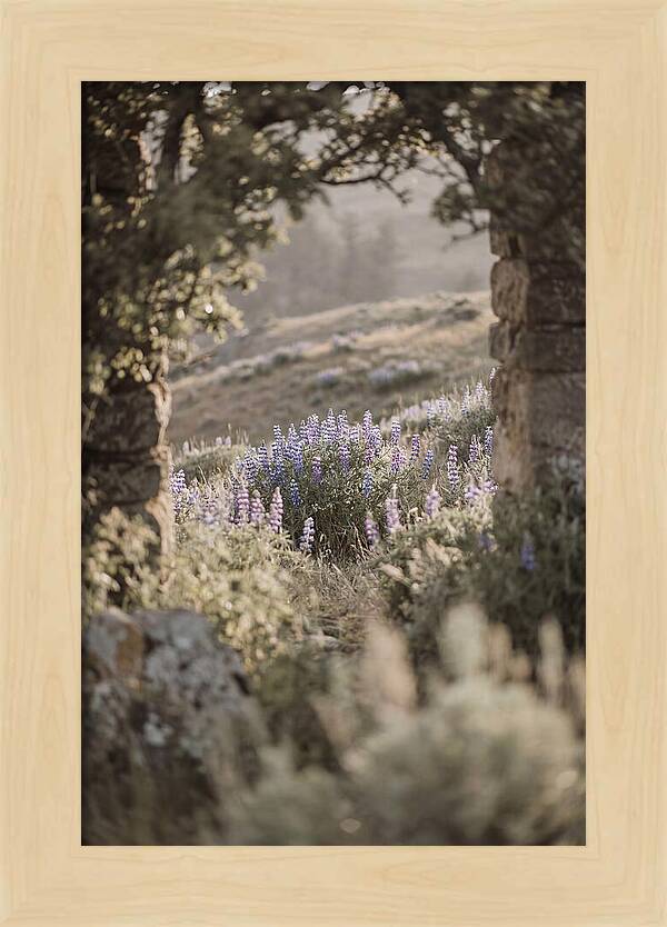 Wild Lupines In Bloom