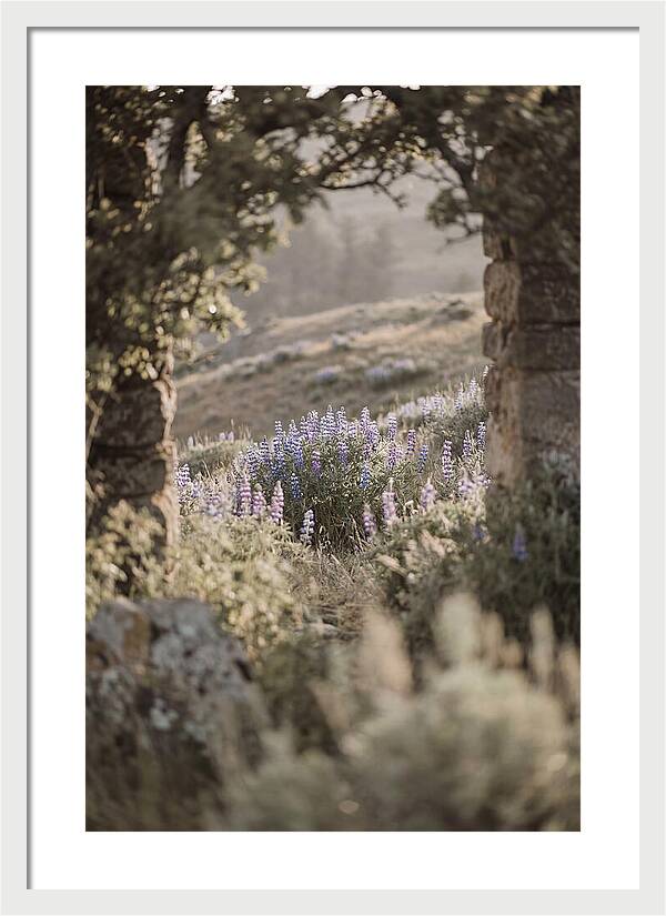 Wild Lupines In Bloom