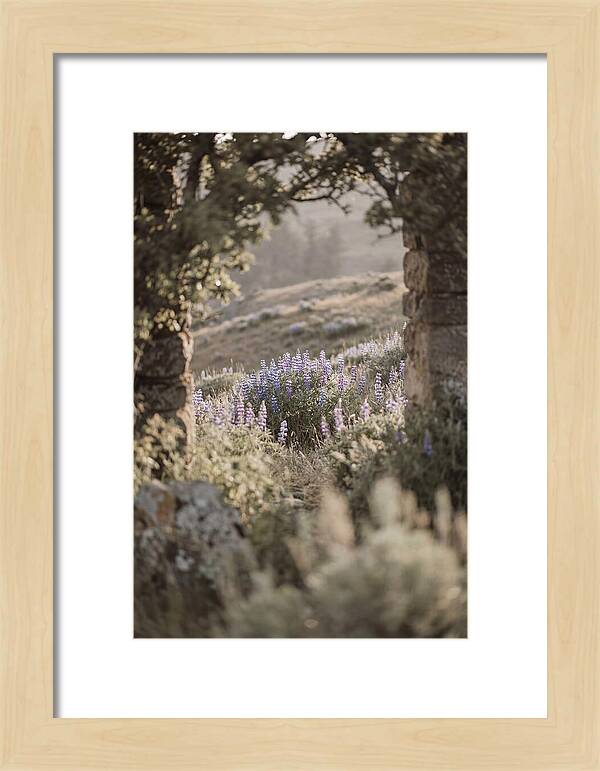 Wild Lupines In Bloom