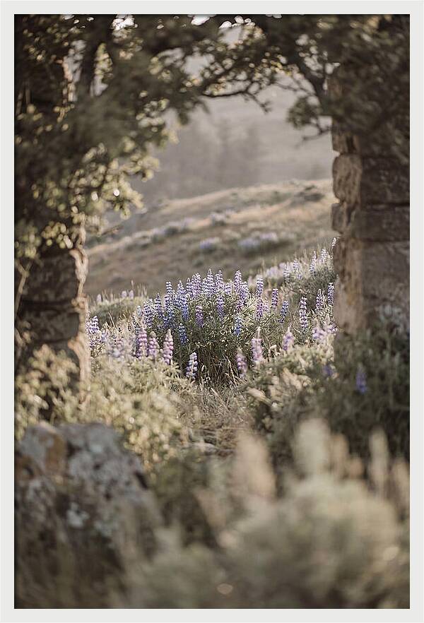 Wild Lupines In Bloom