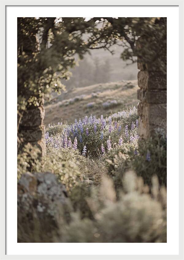 Wild Lupines In Bloom