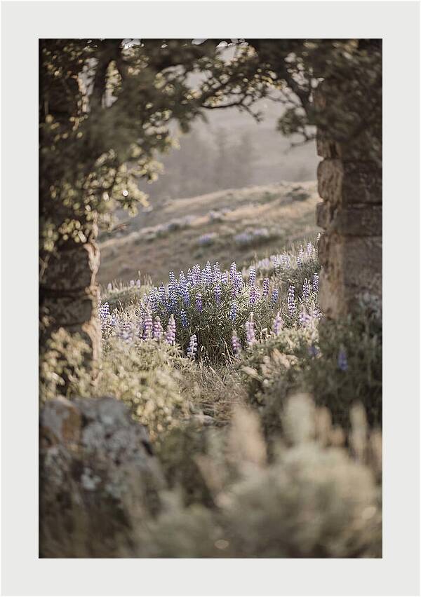Wild Lupines In Bloom