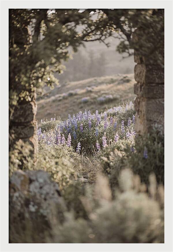 Wild Lupines In Bloom
