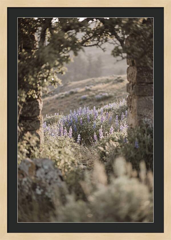 Wild Lupines In Bloom