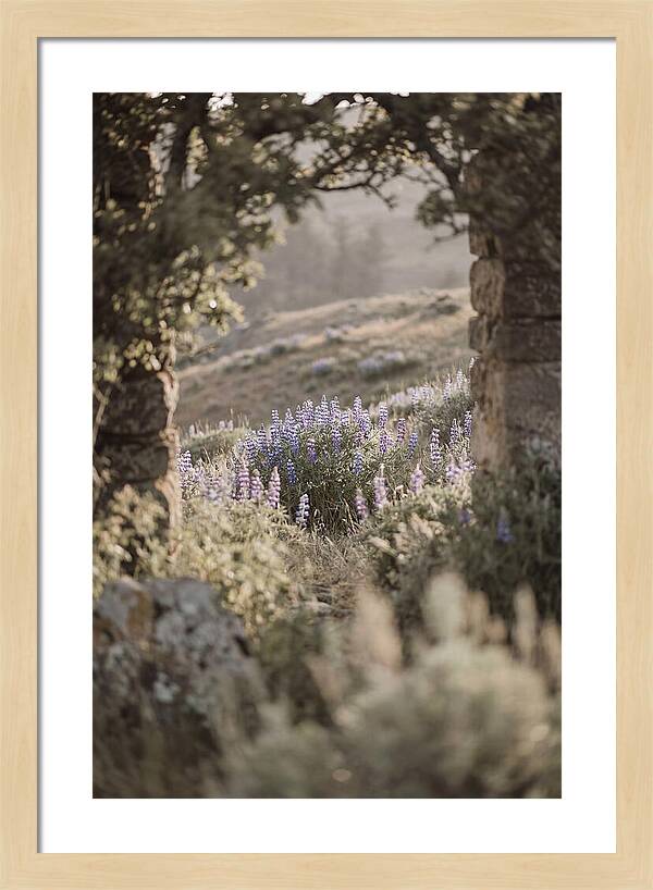 Wild Lupines In Bloom