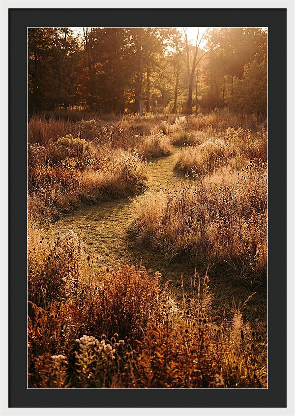 Wild Meadow Pathways In Autumn