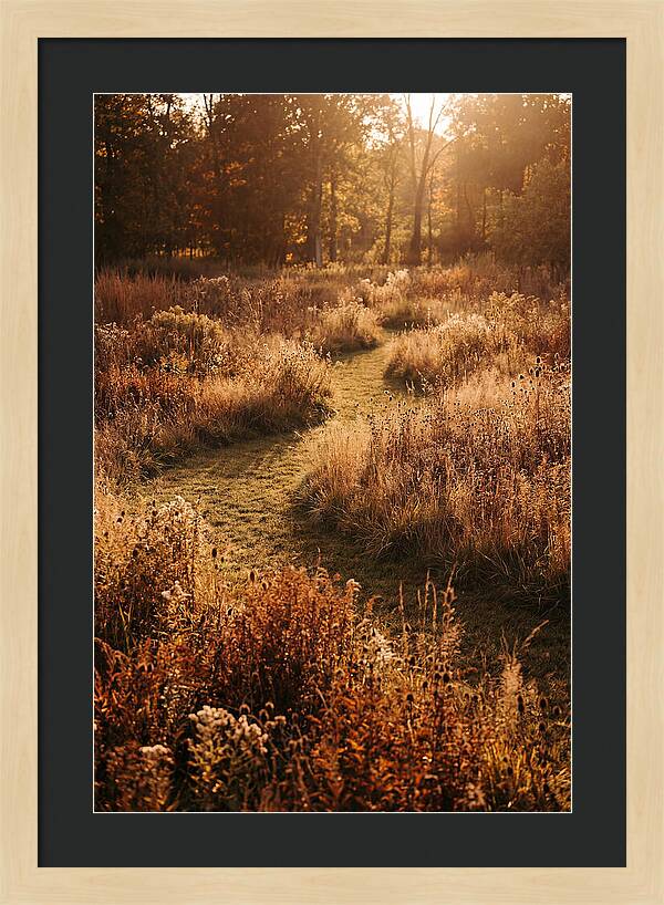 Wild Meadow Pathways In Autumn