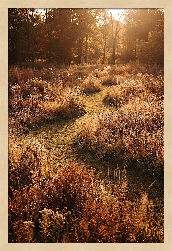 Wild Meadow Pathways In Autumn