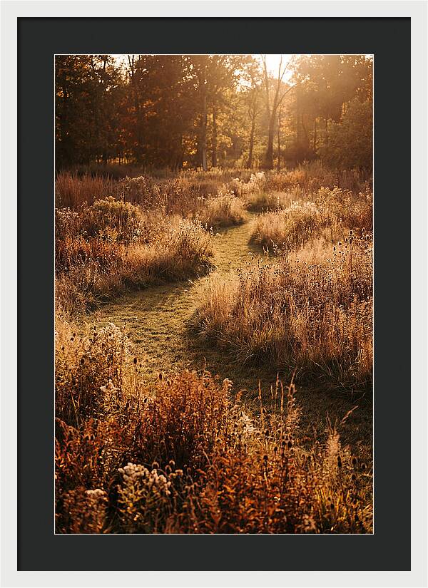 Wild Meadow Pathways In Autumn
