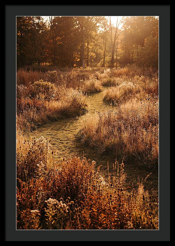 Wild Meadow Pathways In Autumn