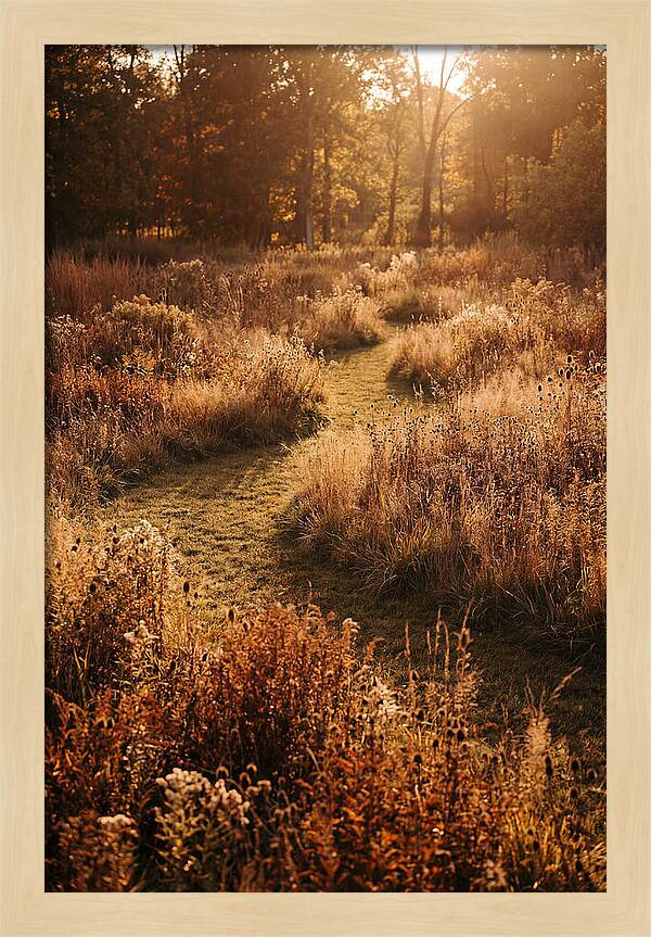 Wild Meadow Pathways In Autumn