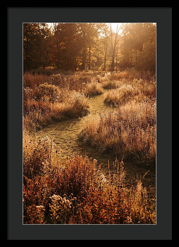 Wild Meadow Pathways In Autumn