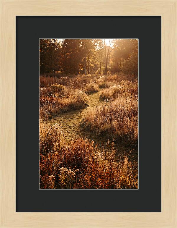 Wild Meadow Pathways In Autumn