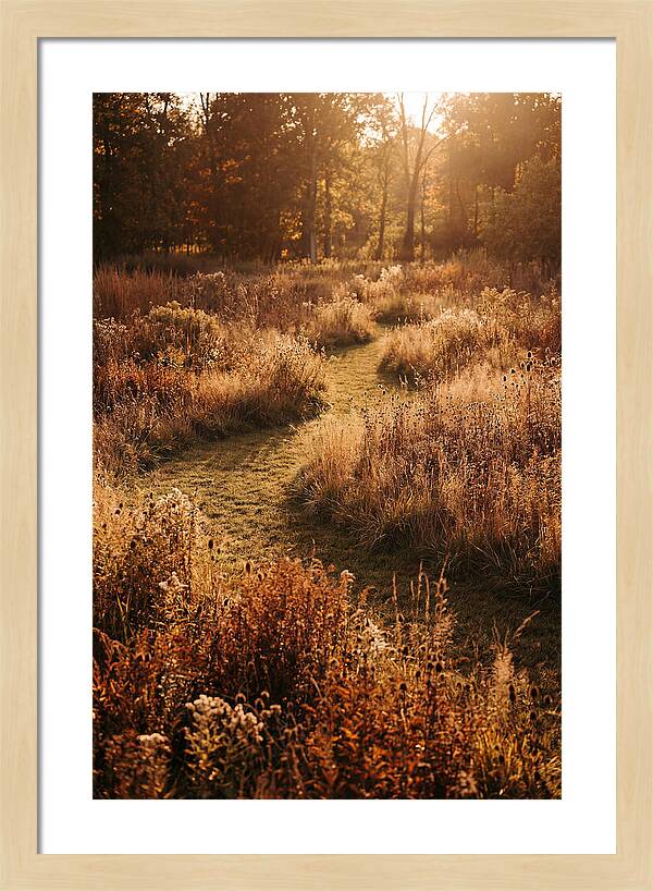 Wild Meadow Pathways In Autumn